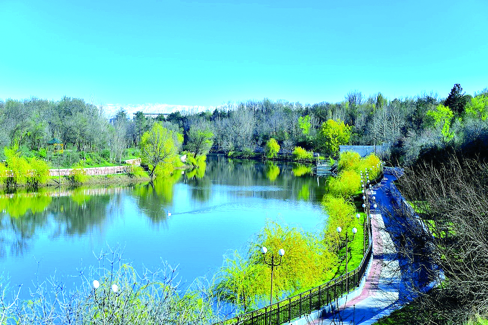 Қайта көркейген дендросаябақ