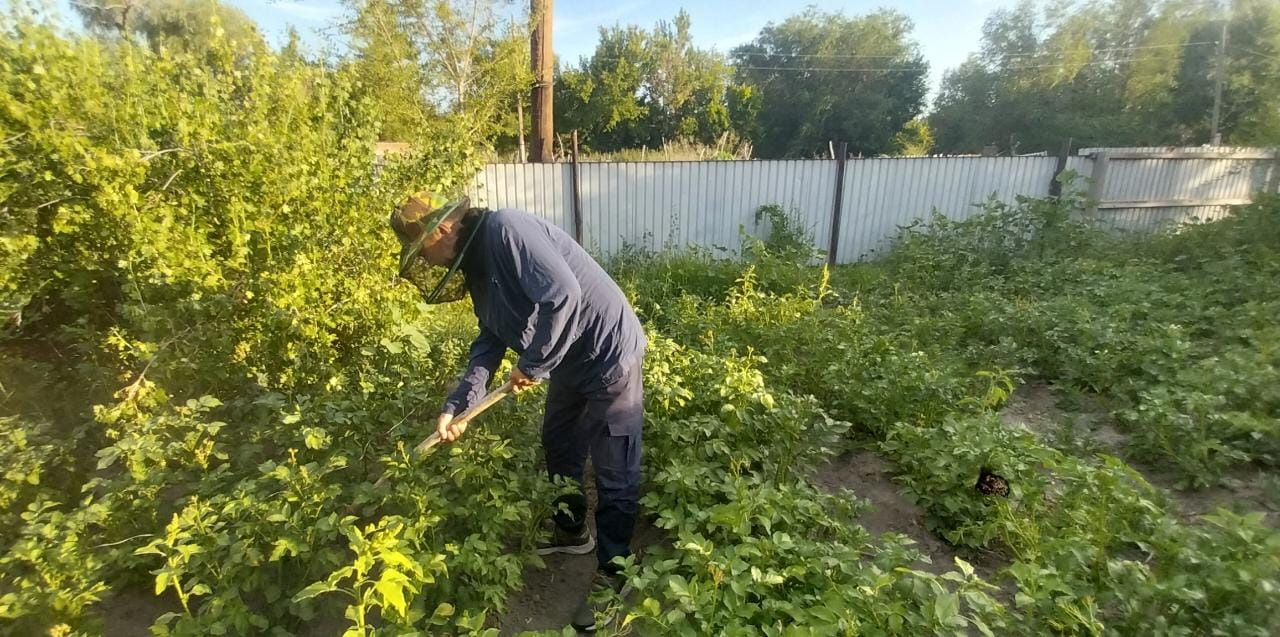 Маса маза бермей тұр