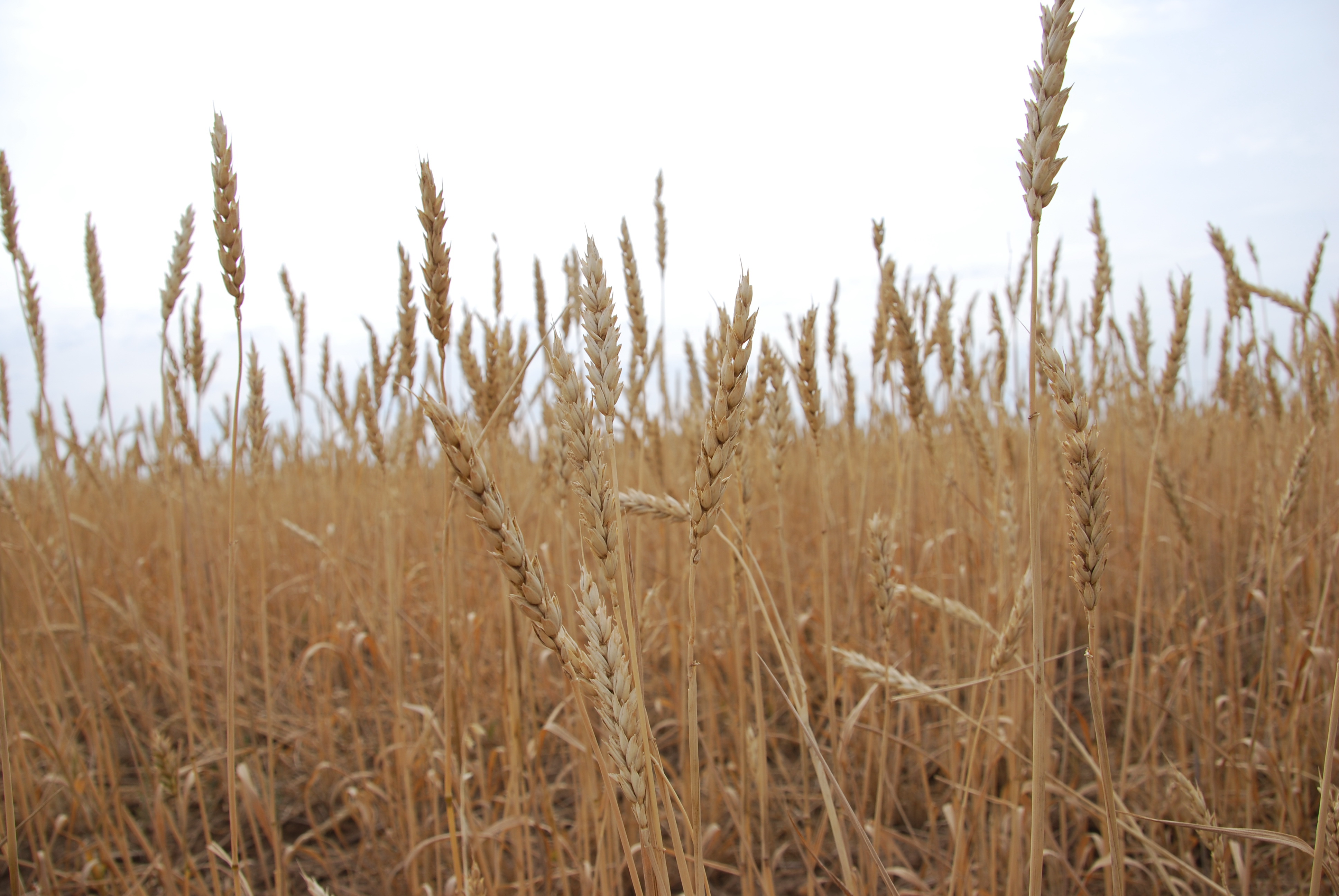 Бітік егін – ел ырысы