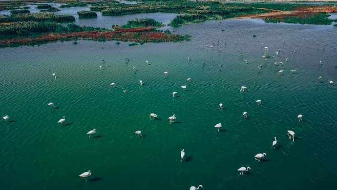 Жайық жайылмасындағы қоқиқаз