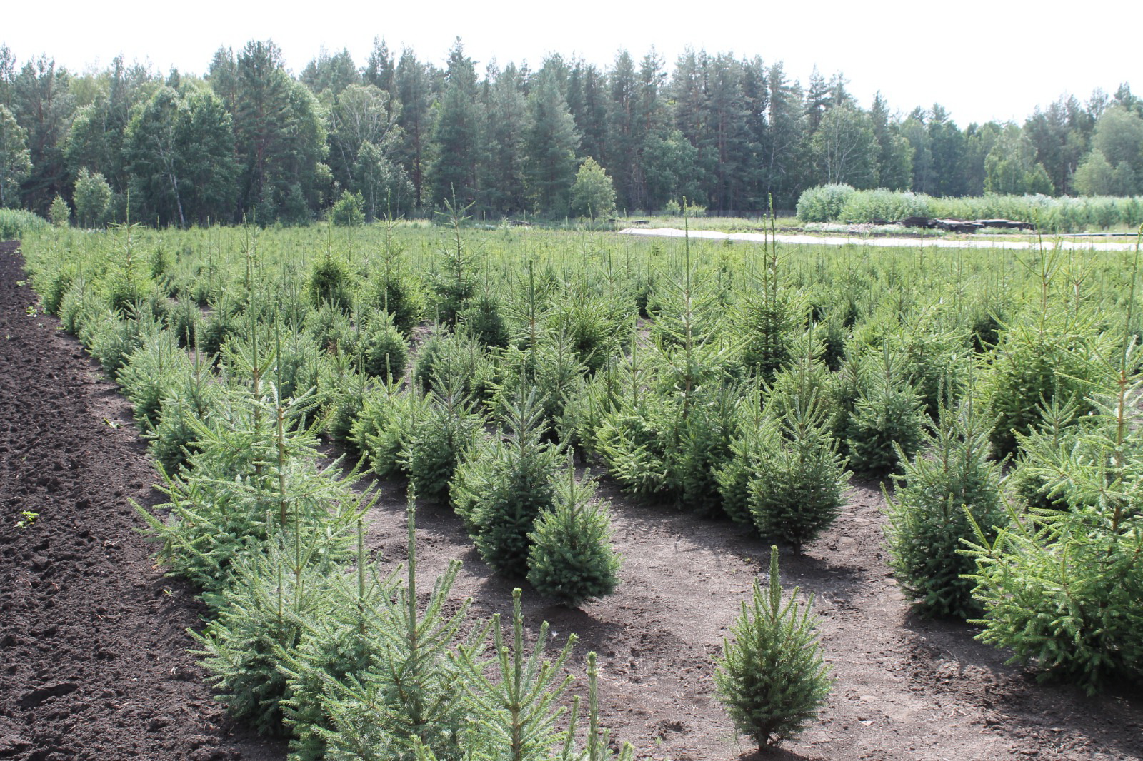 Жанға сая жасыл орман