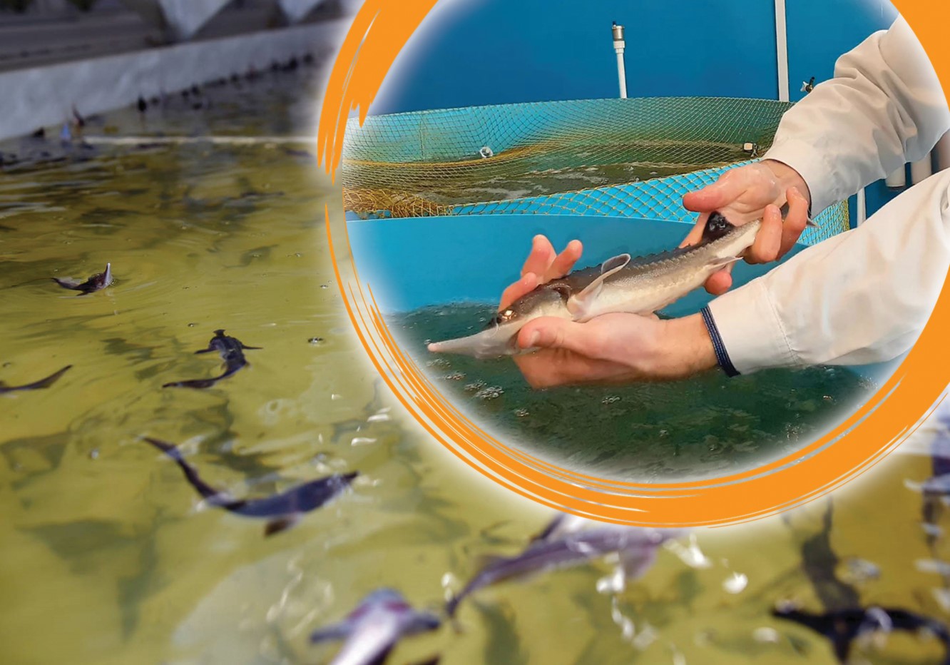 Балық өңдеуге не бөгет?