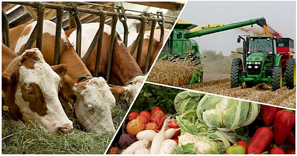 Агроөнеркәсіп өлшемі – өңделген өнім