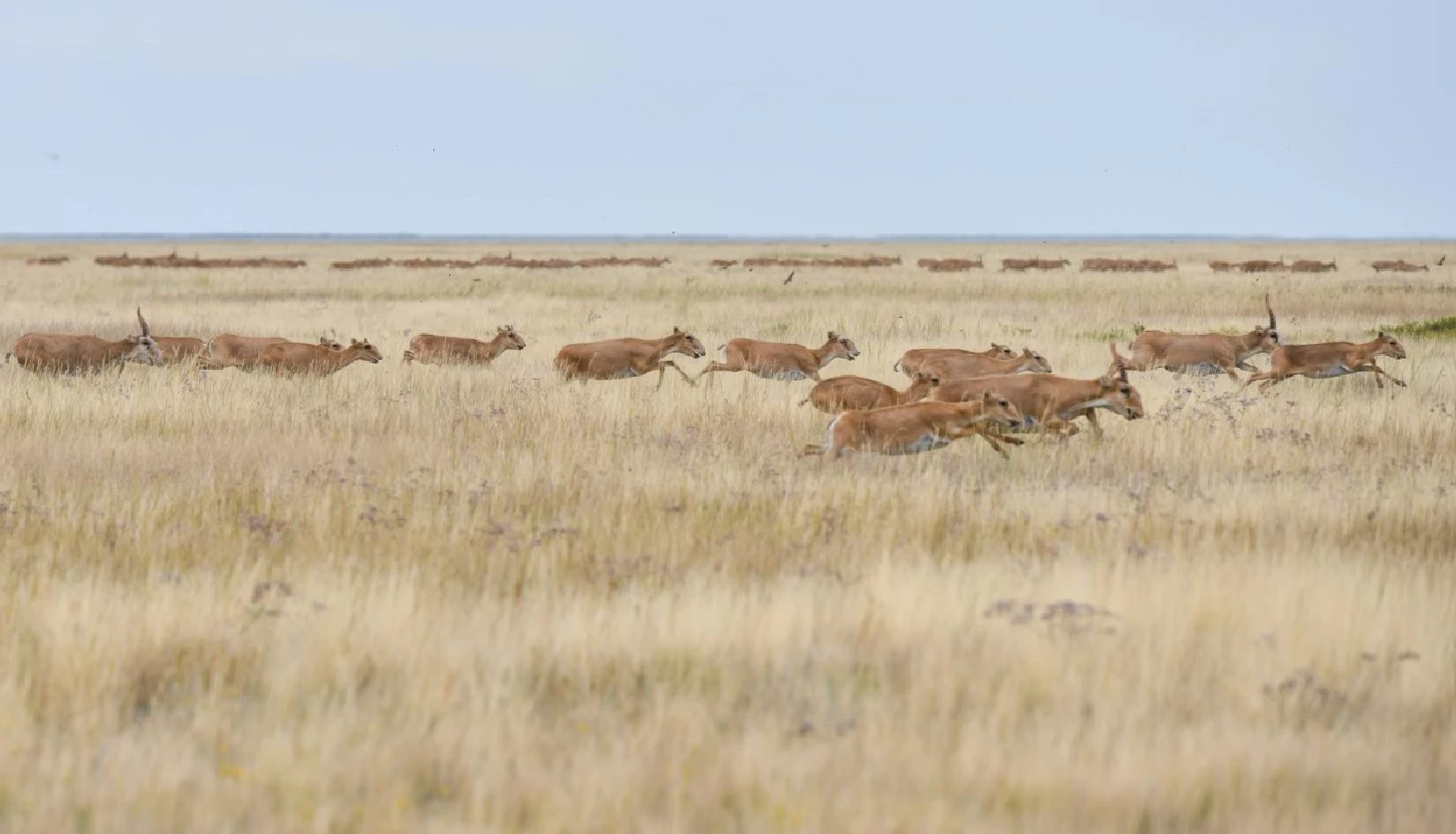 Киіктің киесі, шаруаның шығыны