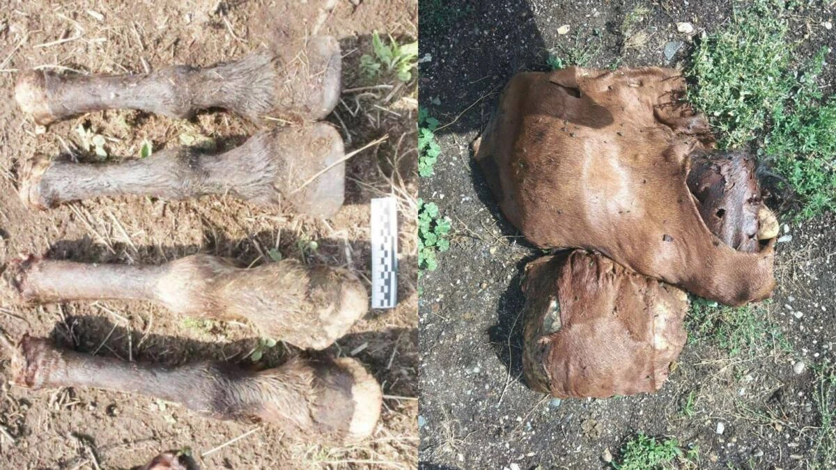 54 бас жылқыны айдап әкеткен ұры ұсталды