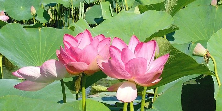 Атырау облысында лотос фестивалі өтеді