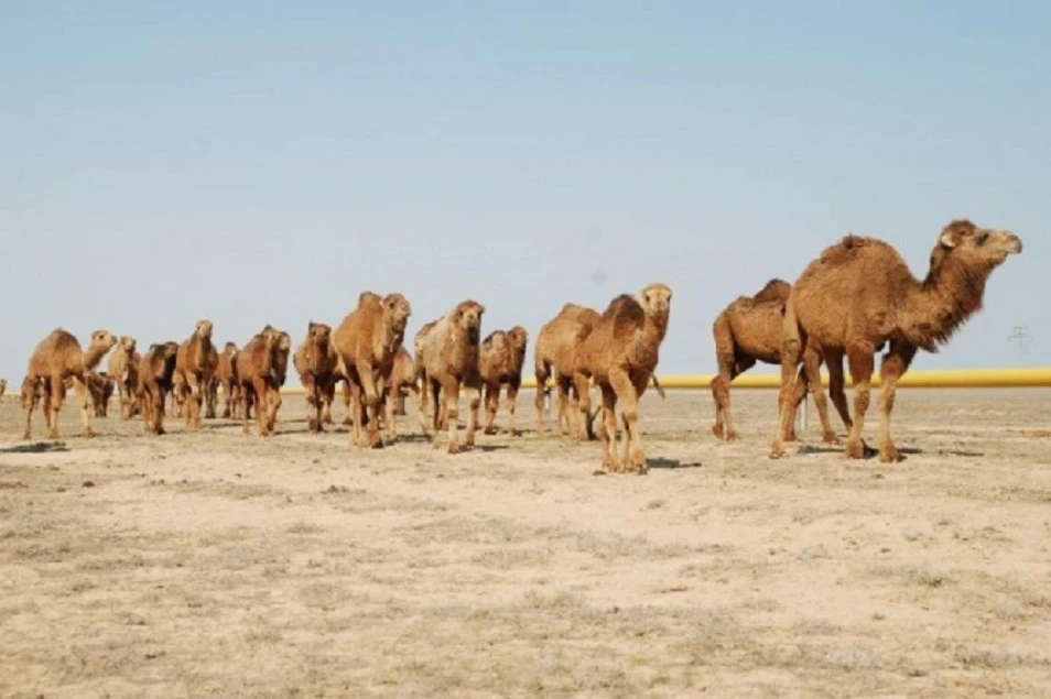 Бақташы емес, баукеспе болып шықты