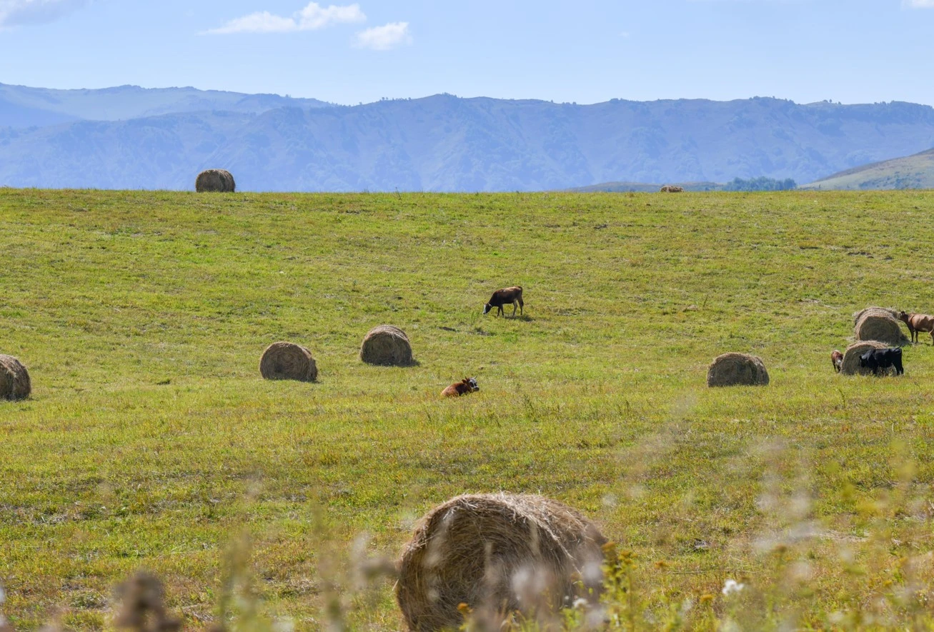 Шикізатқа тәуелділіктен арылу
