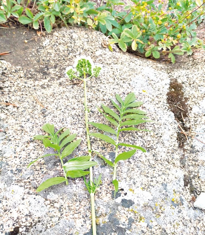 Гербарий қоры цифрландырылады