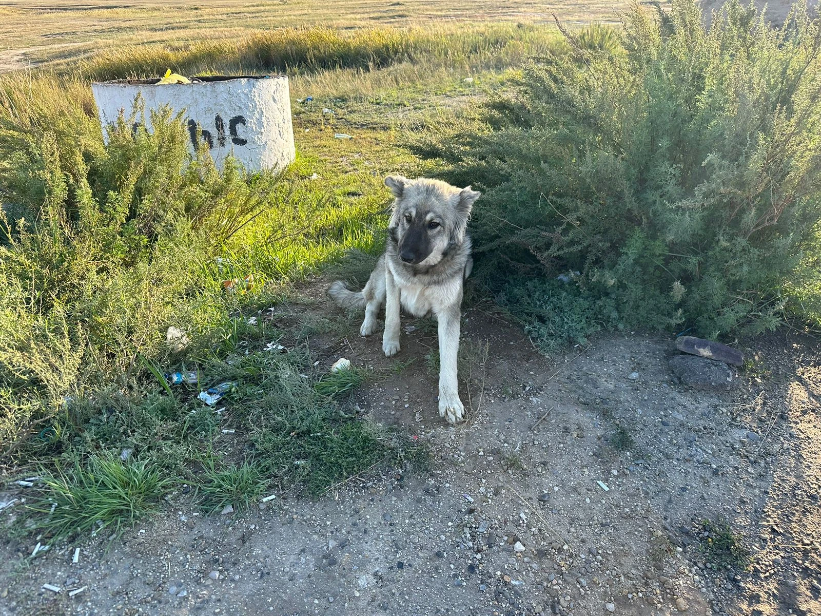 Торғайдың Хатикосы