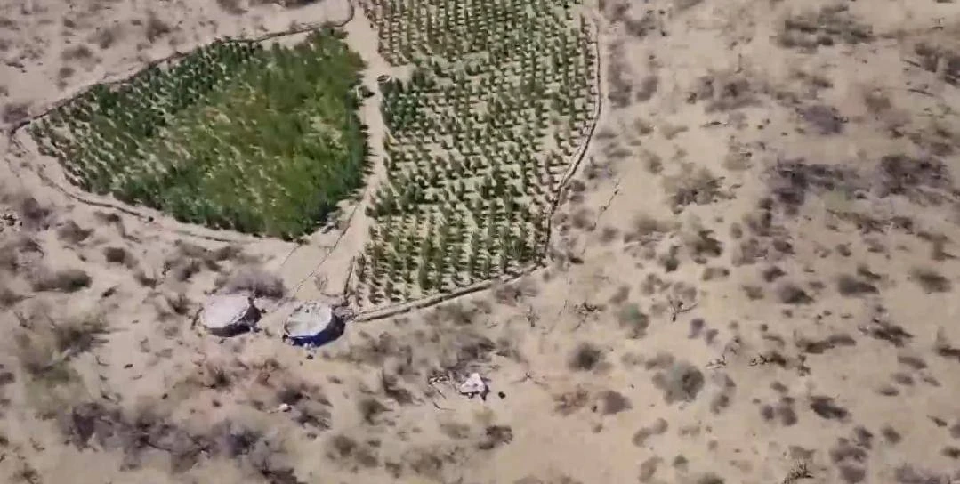 Есірткі өсірушілерді құрықтау көктен де жүзеге асырылады