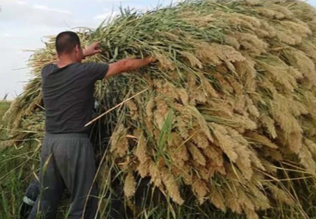 Жетісу облысы: Қамыстың да құны шарықтап кетті