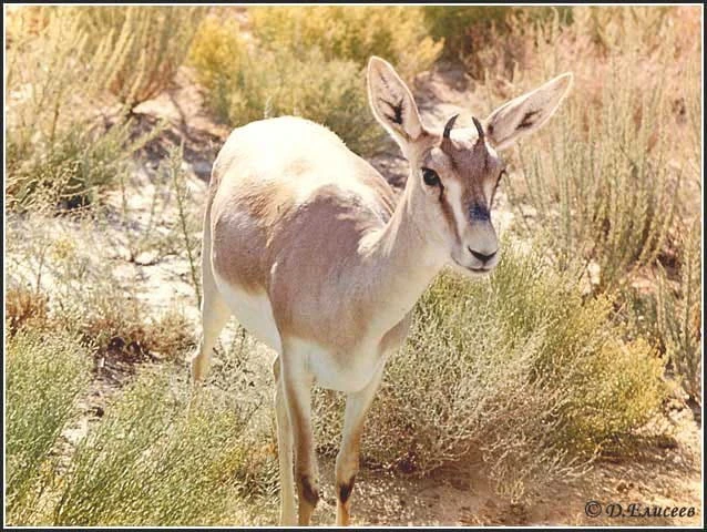 Табиғи қорықтың табысы