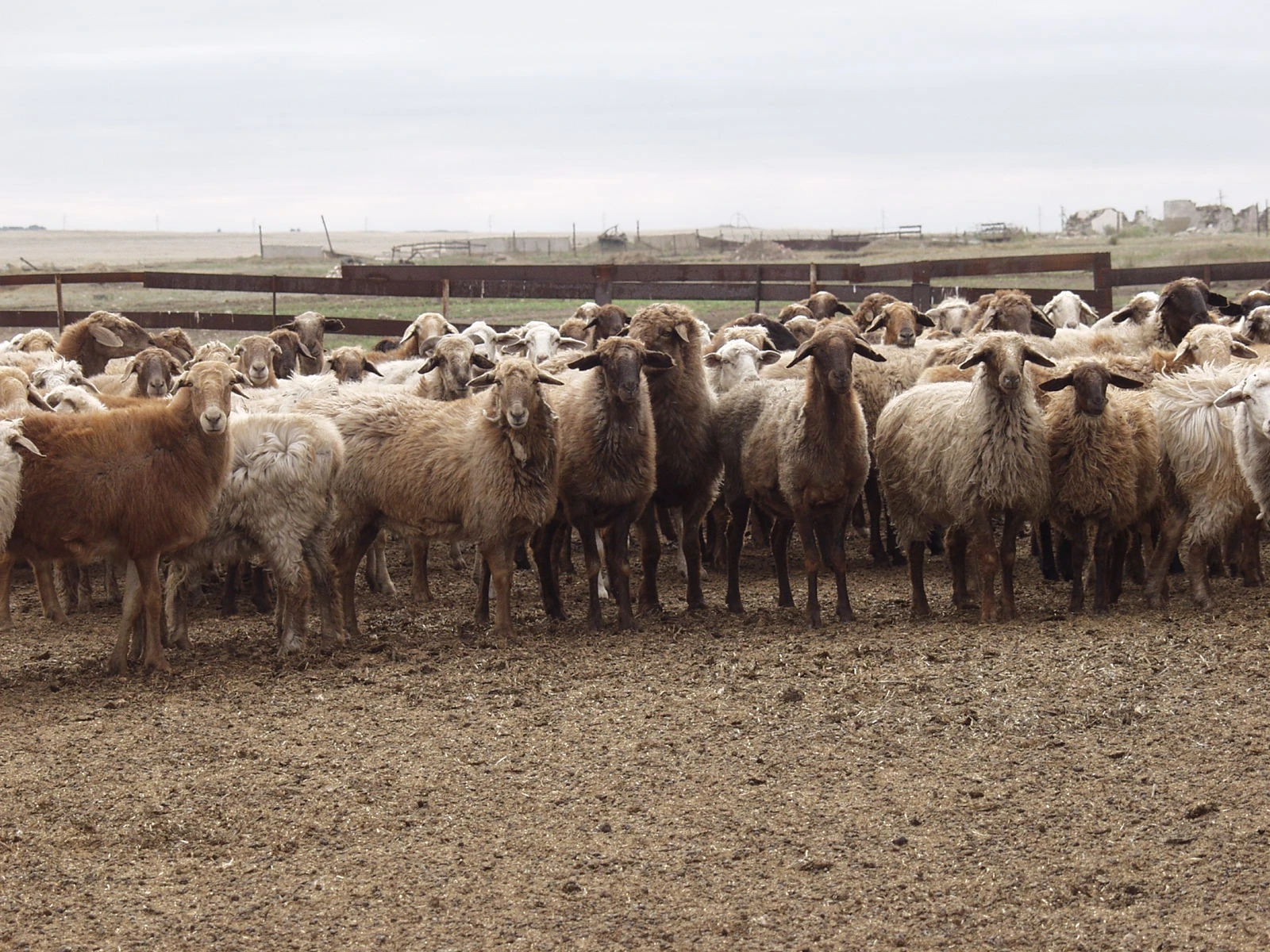 Мал өсірсең, қой өсір...