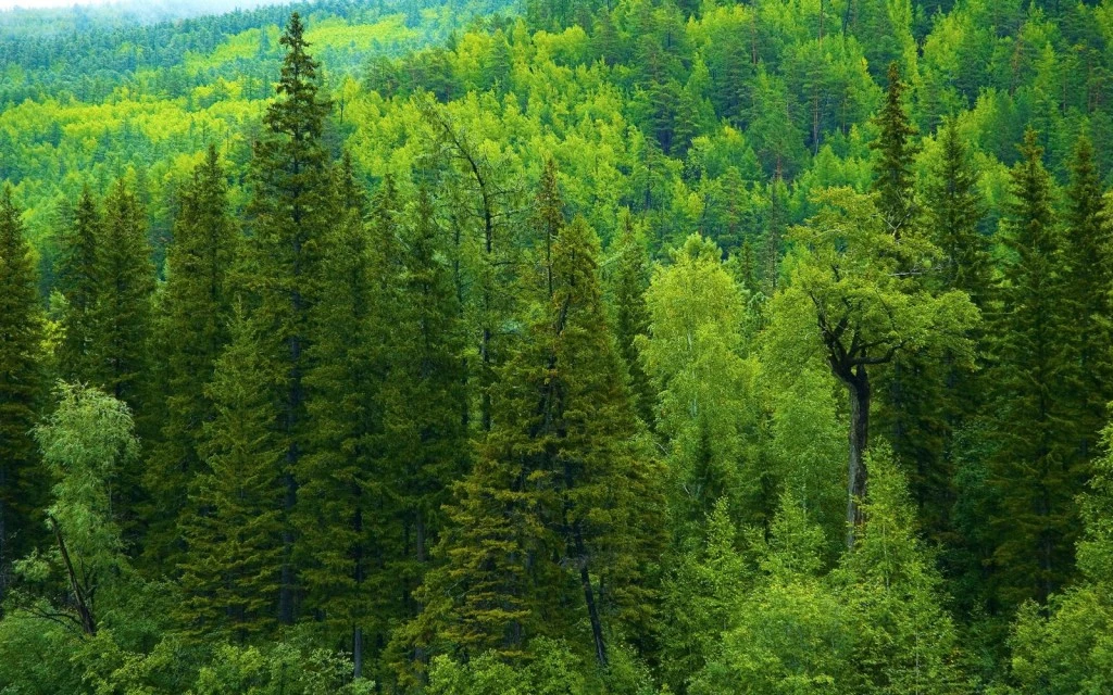 Орманы бардың қорғаны бар