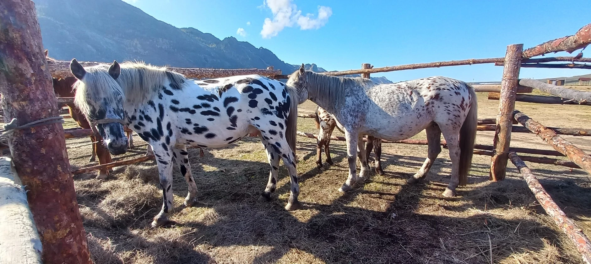 Жылқыны сапаландыруға да ғылым керек