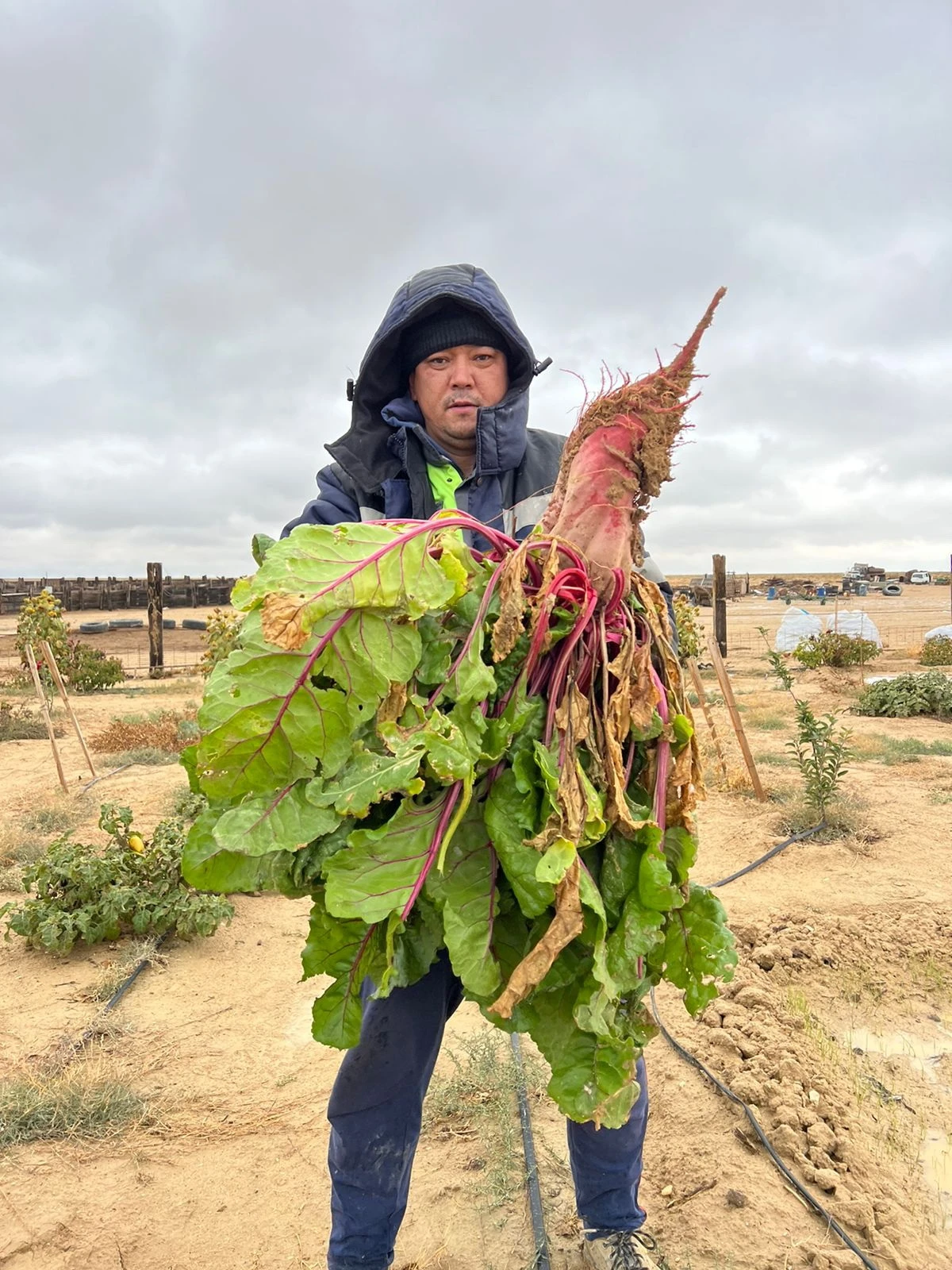 Шаруасы қожырамаған қожалық