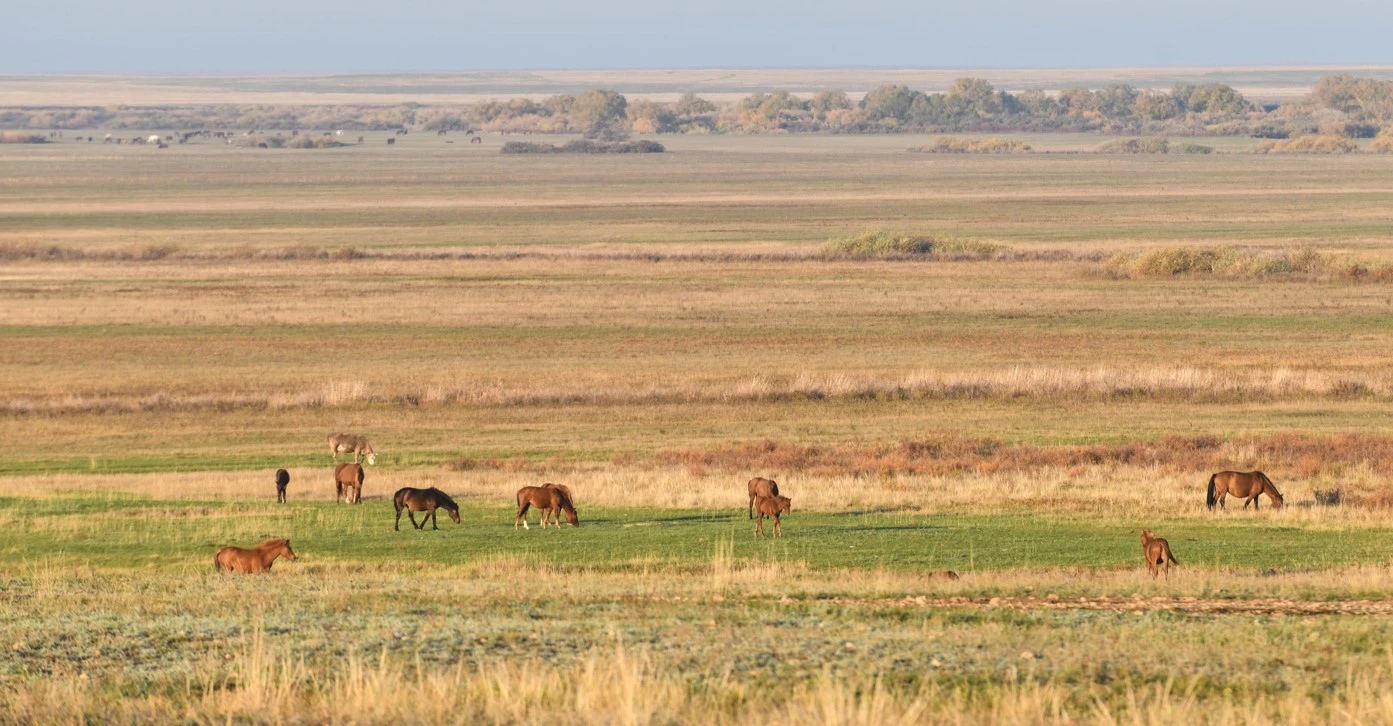 Мал азығын дайындау мұңы