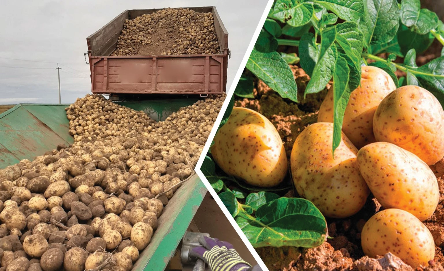 Керекулік картоп өсірушілер неге алаңдайды?