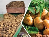 Керекулік картоп өсірушілер неге алаңдайды?