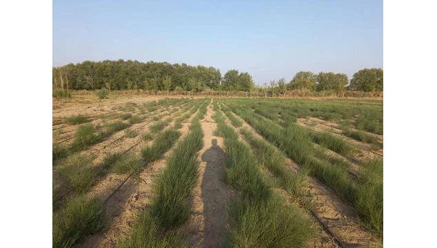 Арал теңізінің құрғаған түбіне сексеуіл отырғызылады