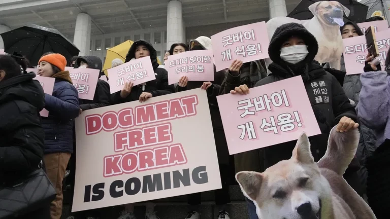 Иттің етін жеуге тиым салатын заңды мақұлдады