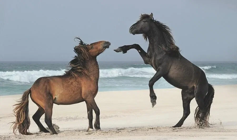 Сейбл жылқылары