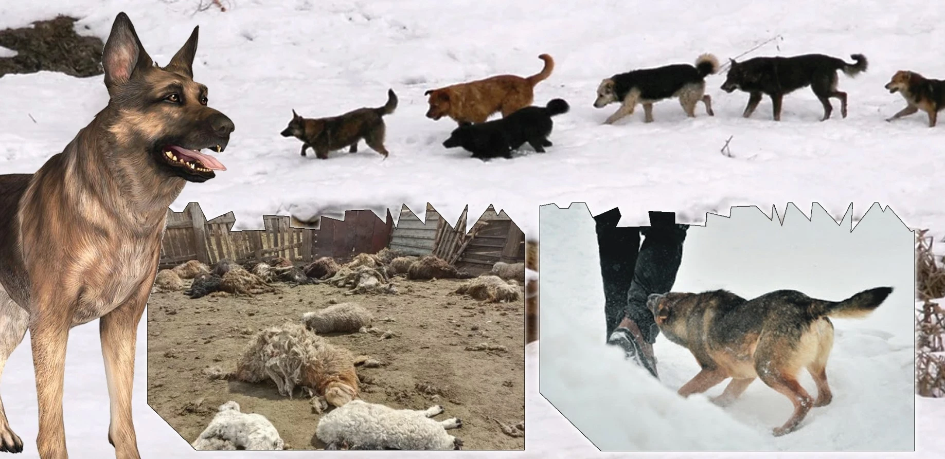 Қаңғыбас иттен кім қорғайды?