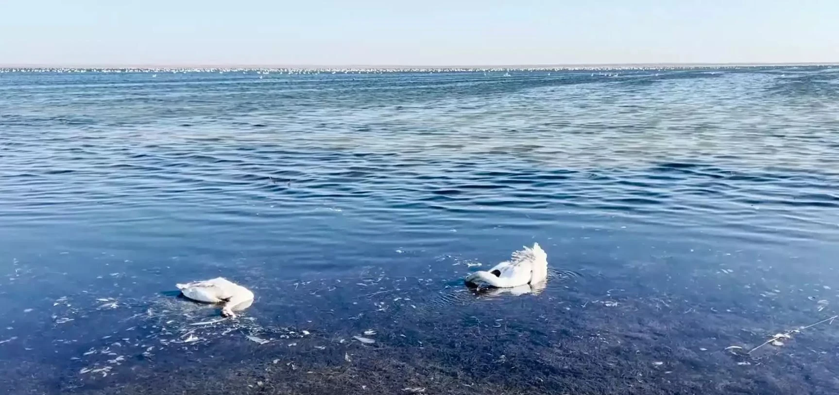 Маңғыстауда орнитолог мамандар тапшы