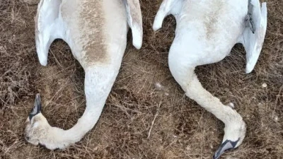 Маңғыстау облысында мыңға жуық аққудың өлексесі табылды