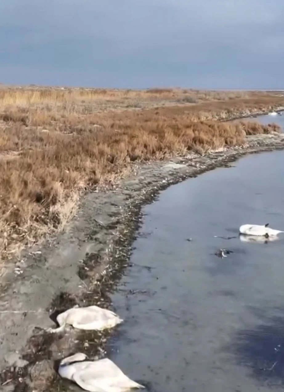 Аққу неден қырылды?