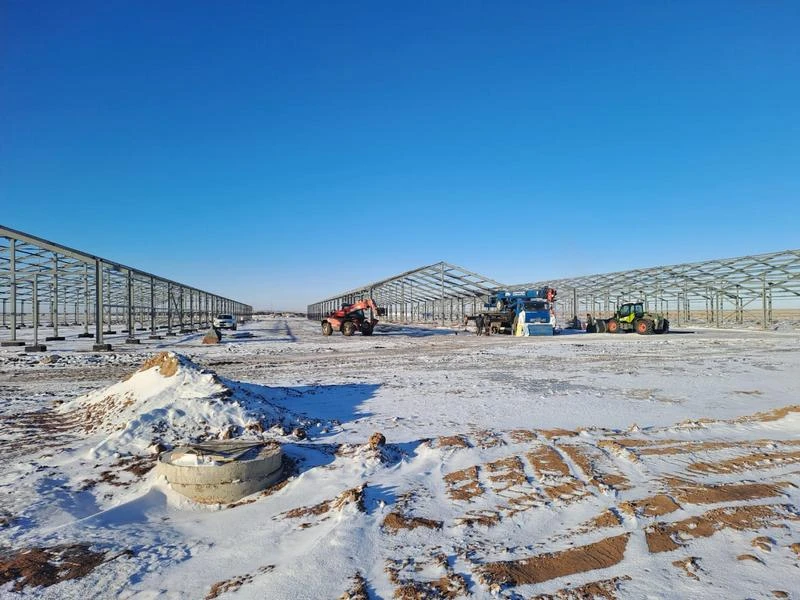 Асыл тұқымды сиыр фермасы