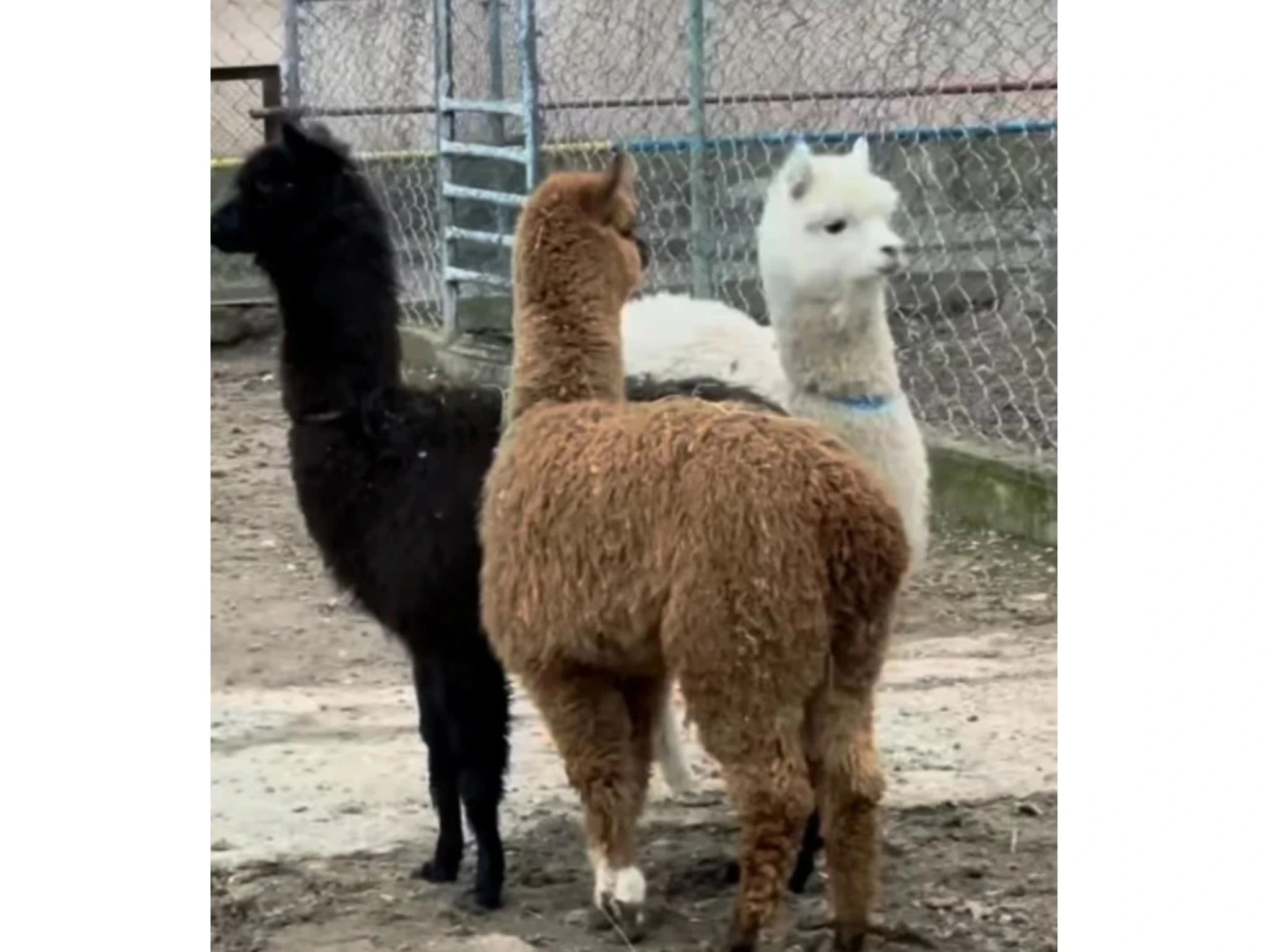 Шымкент зообағы жаңа жануарлармен толықты