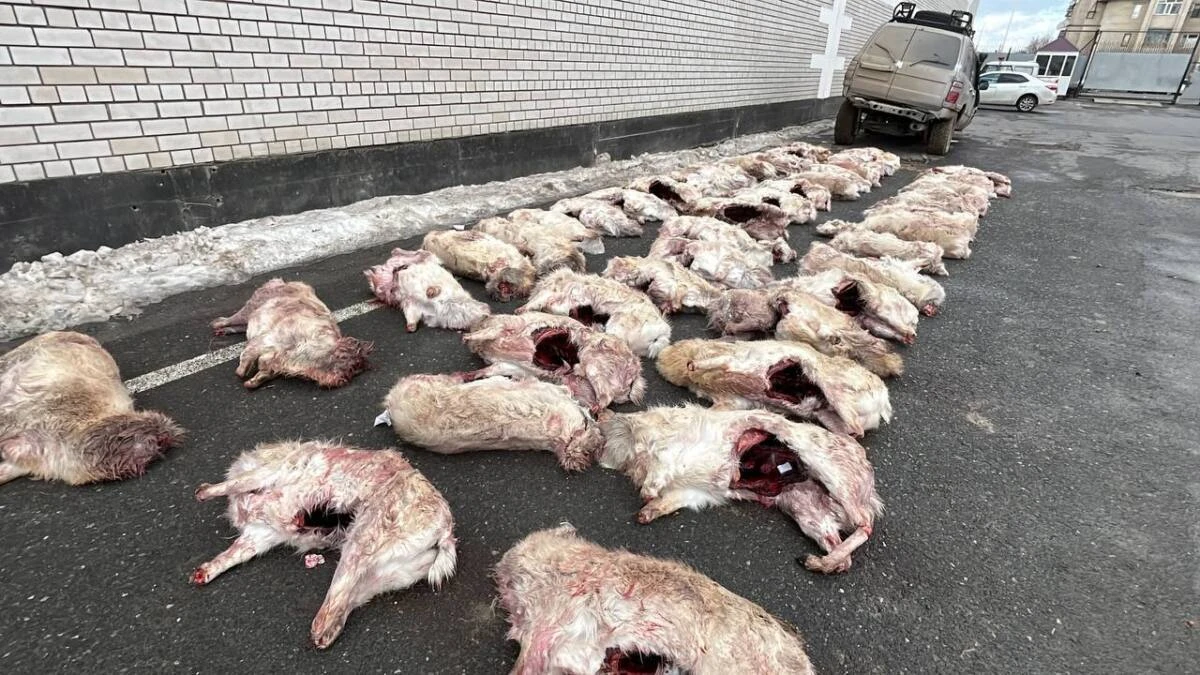 «Бәрін бауыздап тастаған». Заңсыз киік атқандар ұсталды