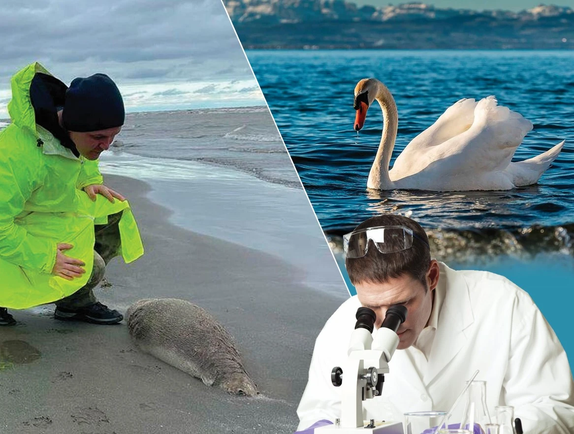 Аққу, балық һәм киік... Тіршілік иелерін тірідей қырған не?