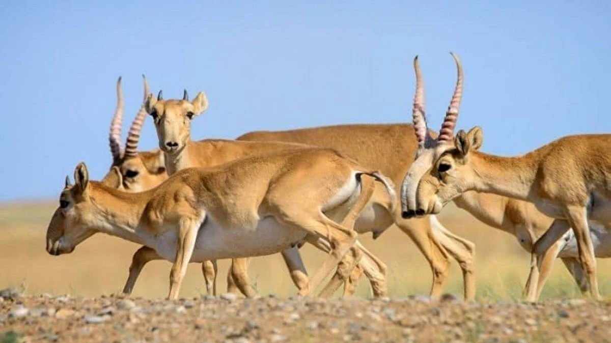 Елімізде киікті атуға қайтадан тыйым салынды