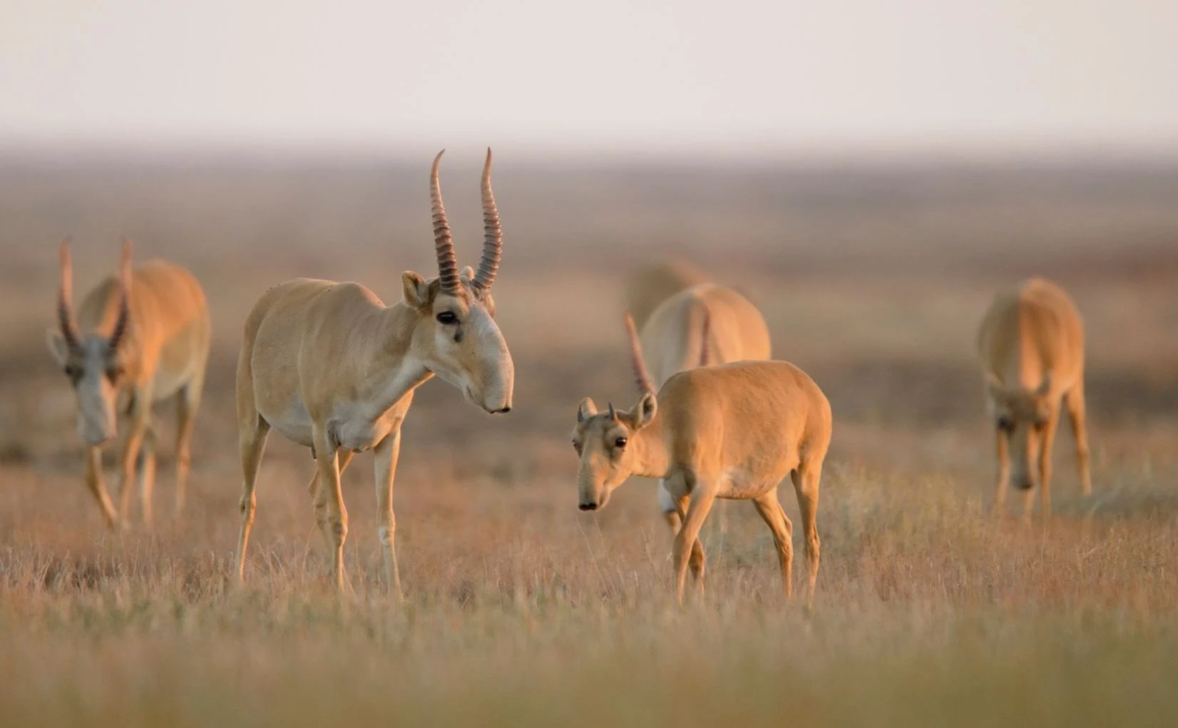 Киік ату тоқтатылды