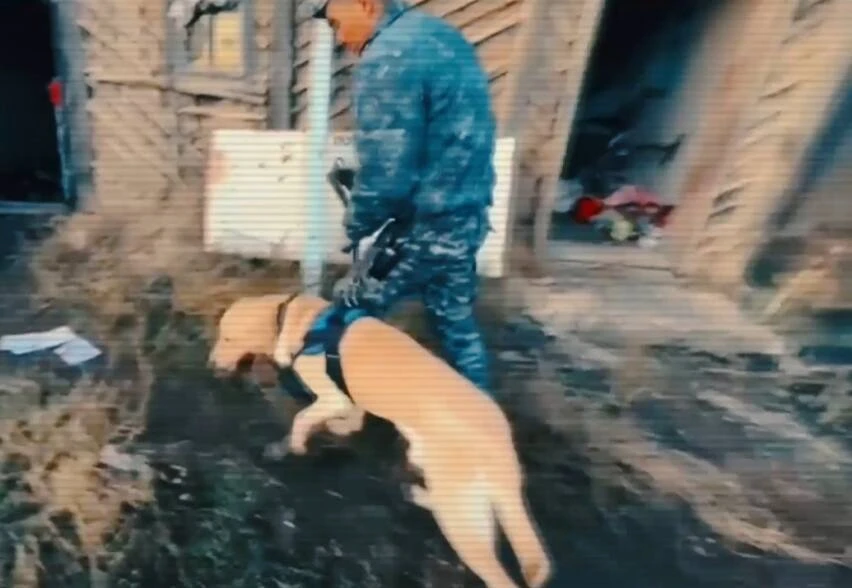 Кісі өлтіру, тонау, ұрлық. Иттердің көмегімен қандай қылмыс ашылғаны айтылды