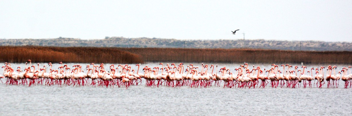 Айдынға қоқиқаз қонды