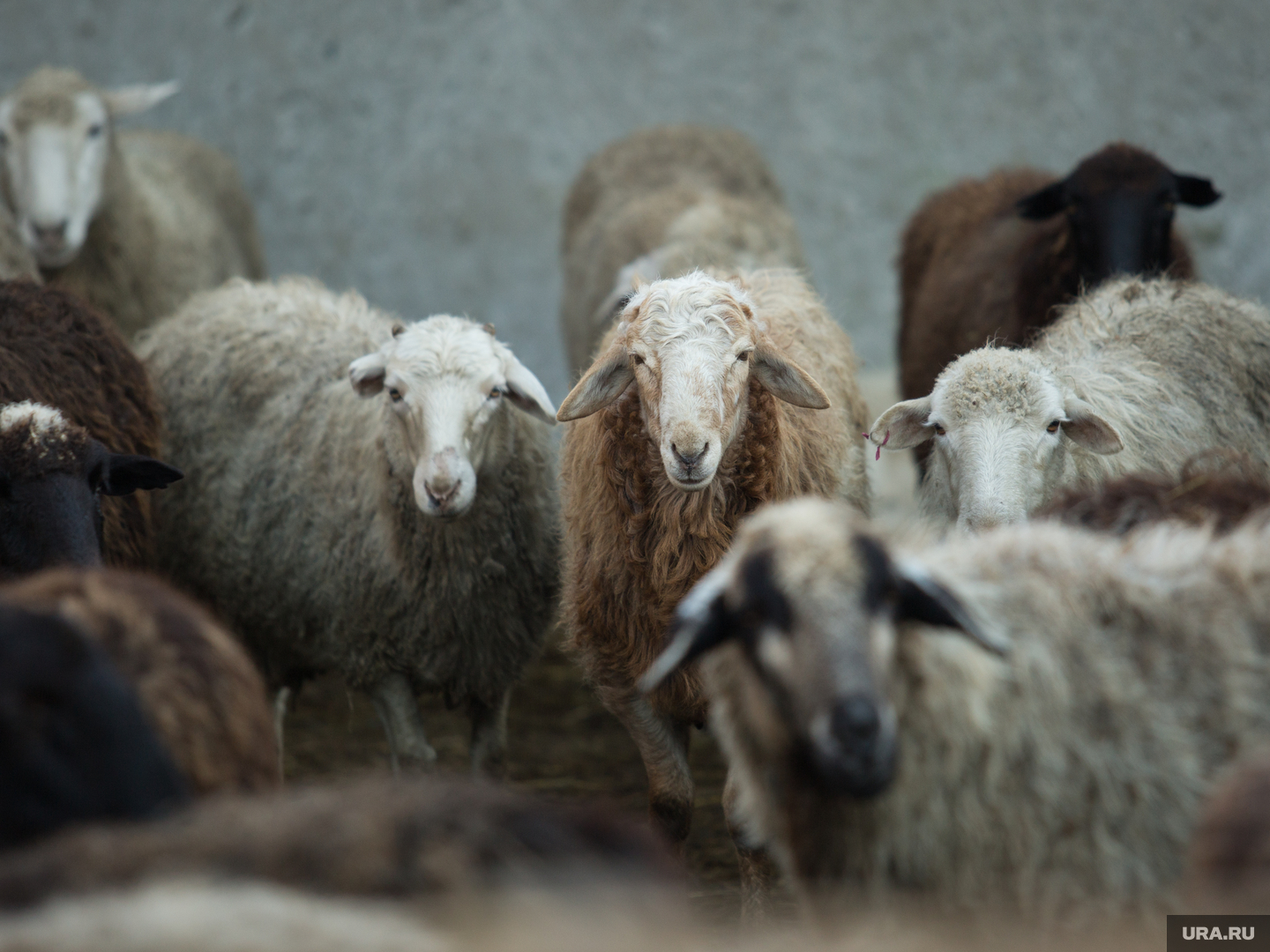 Атырауда белгісіз жыртқыш малды қырып кетіп жатыр