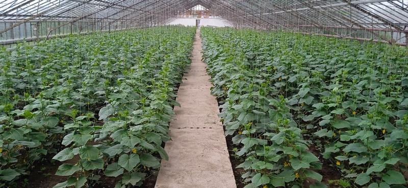 Сұранысы көп «Агрохорвест» көкөнісі