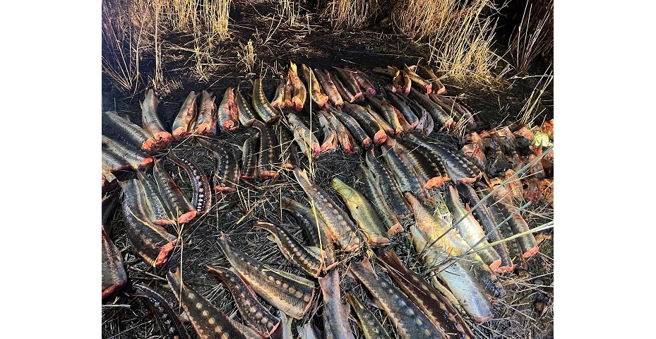 Атырау облысында жарты тоннаға жуық бекіре тәркіленді