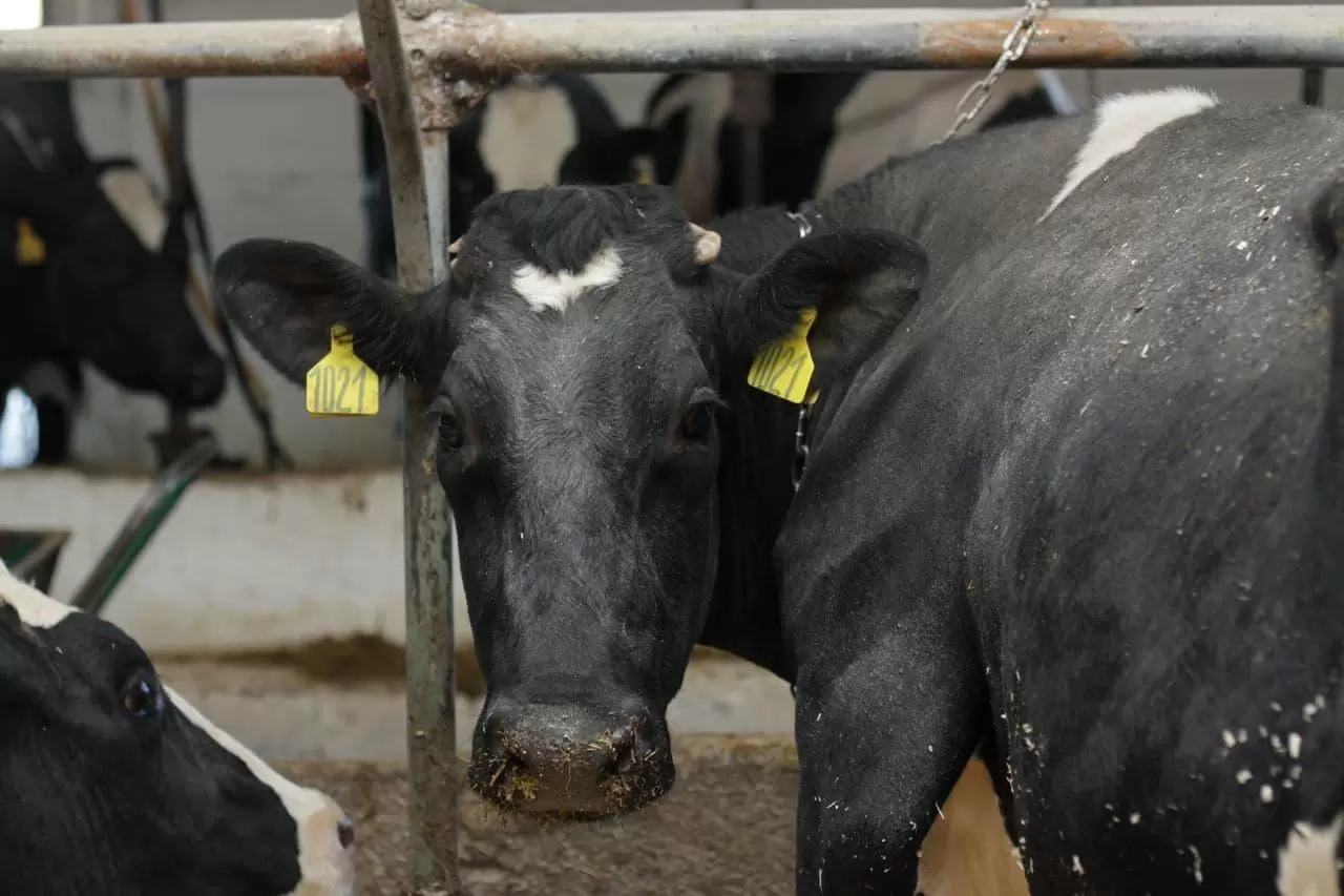 Атырауда бруцеллез анықталған 518 малдың иелеріне 15 млн теңге өтемақы беріледі