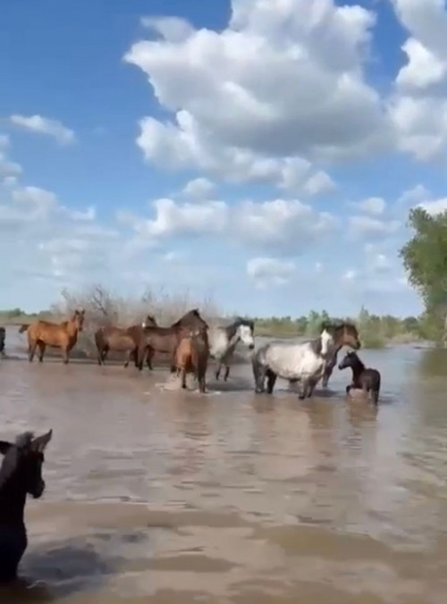 БҚО-да құтқарушылар бір үйір жылқыны судан алып шықты