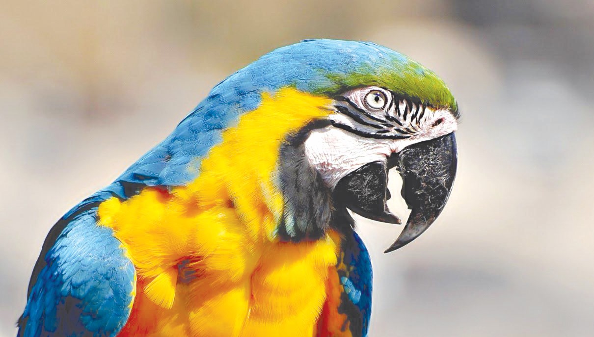 Сіз білесіз бе? Тотықұс қанша жасайды?