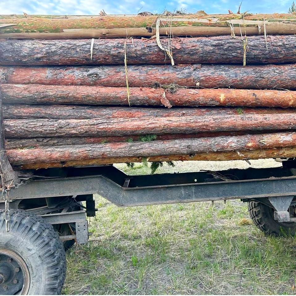 Семей орманы