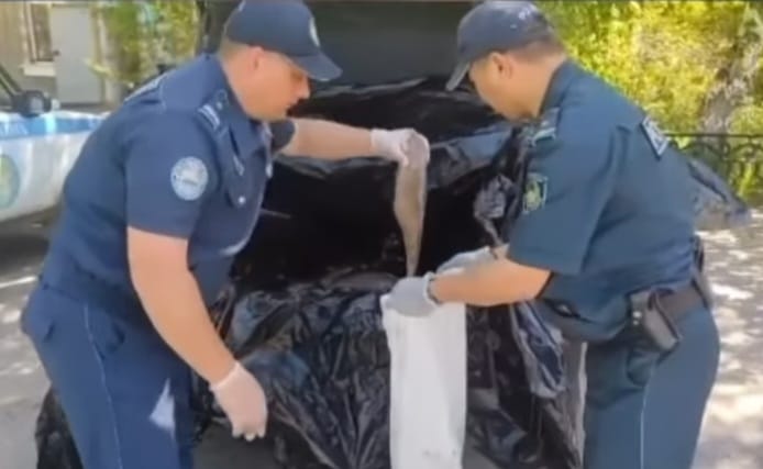 ШҚО-да заңсыз балық аулағандар анықталды