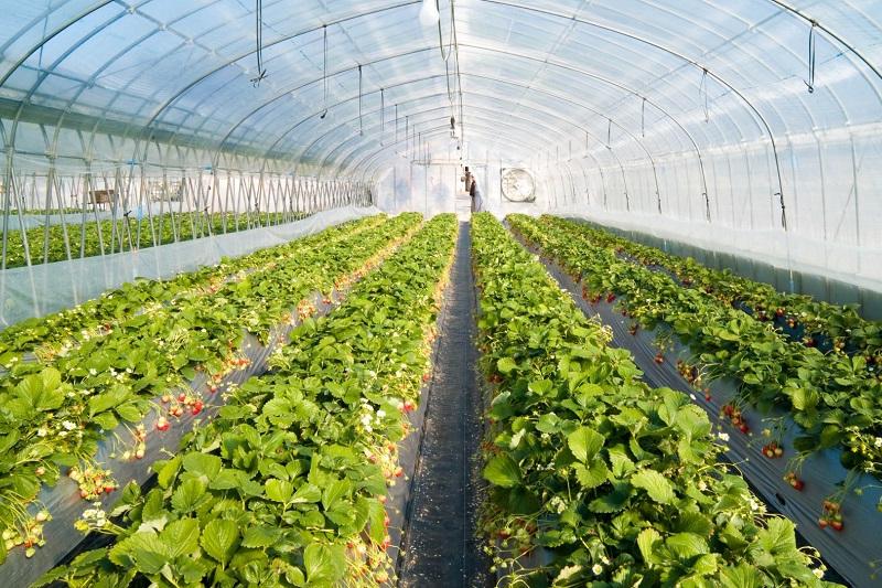 Жылыжайдың дені – Түркістан облысында