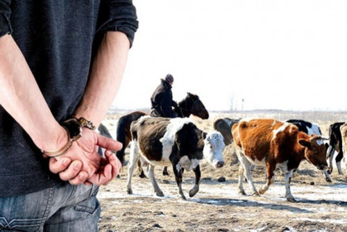 Мал ұрлығымен айналысқан 65 адам сотталды