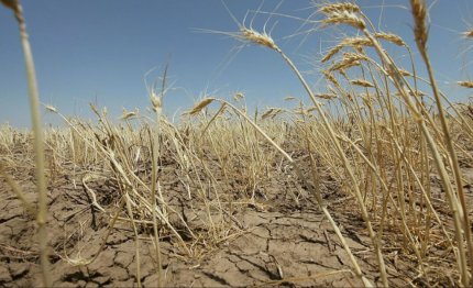 Маусым айында төрт өңірде құрғақшылық болады - Қазгидромет